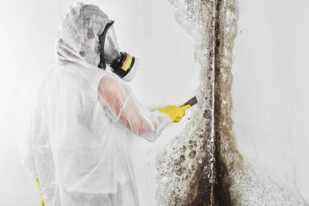 Best Mold Cleaning Services  in Beverly, NJ