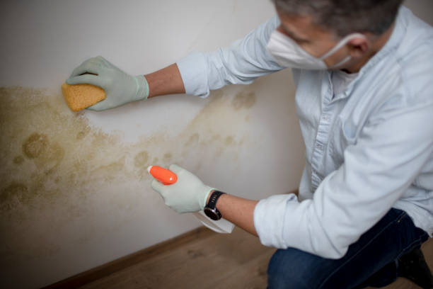 Best Toxic Mold Removal  in Beverly, NJ