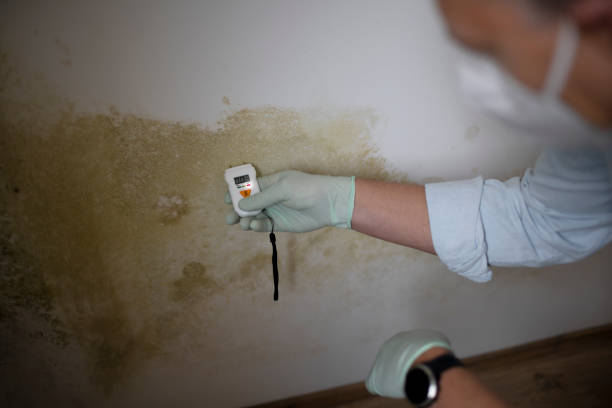 Best Mold Removal Company Near Me  in Beverly, NJ