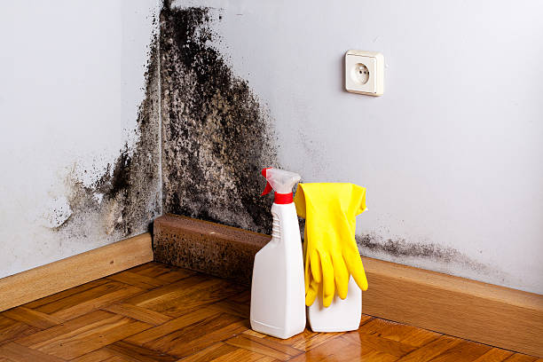 Best Local Mold Removal Service  in Beverly, NJ