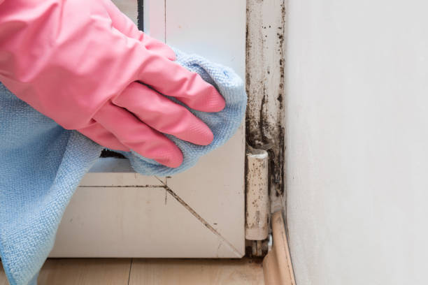 Best Mold Damage Repair  in Beverly, NJ